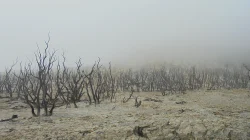 Hutan mati Papandayan berselimut kabut tebal di siang hari, ranting-ranting kering menghitam berdiri di tanah berbatu