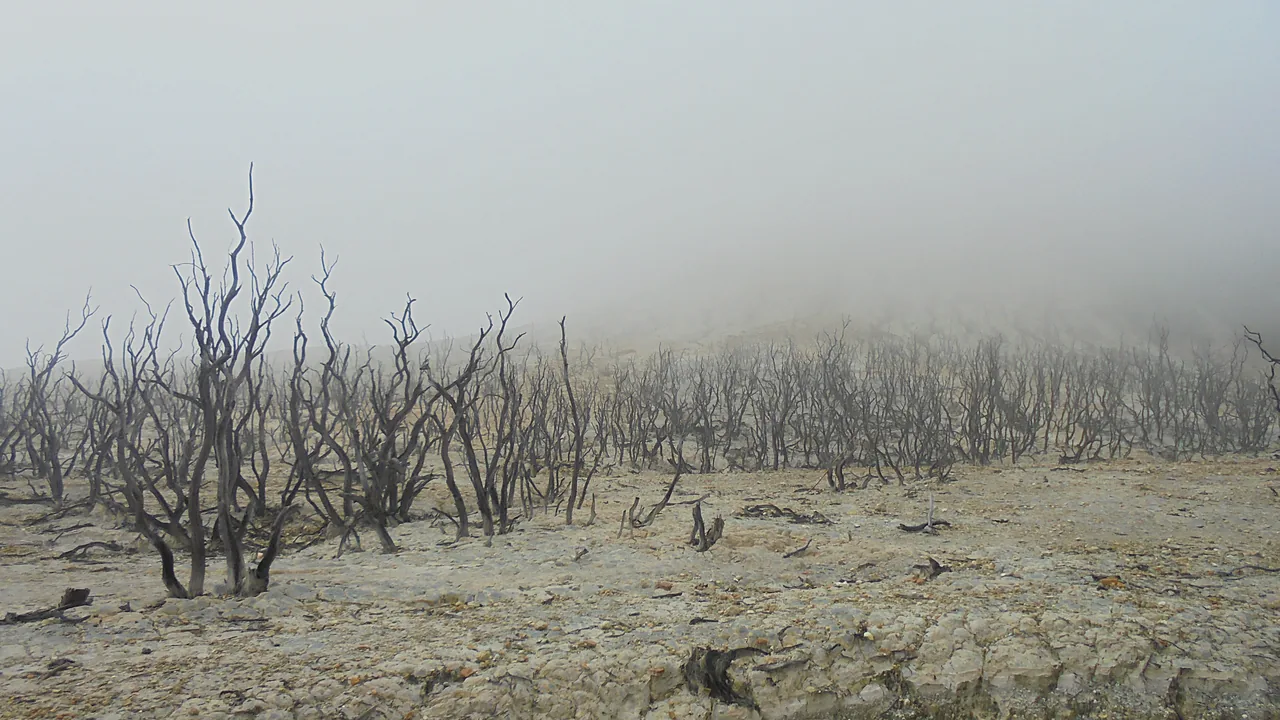 Hutan mati Papandayan berselimut kabut tebal di siang hari, ranting-ranting kering menghitam berdiri di tanah berbatu